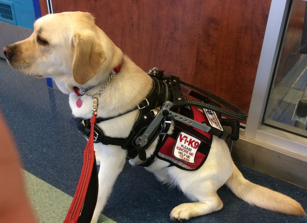 Assistance Service Dogs Bc at Caitlin Aquino blog